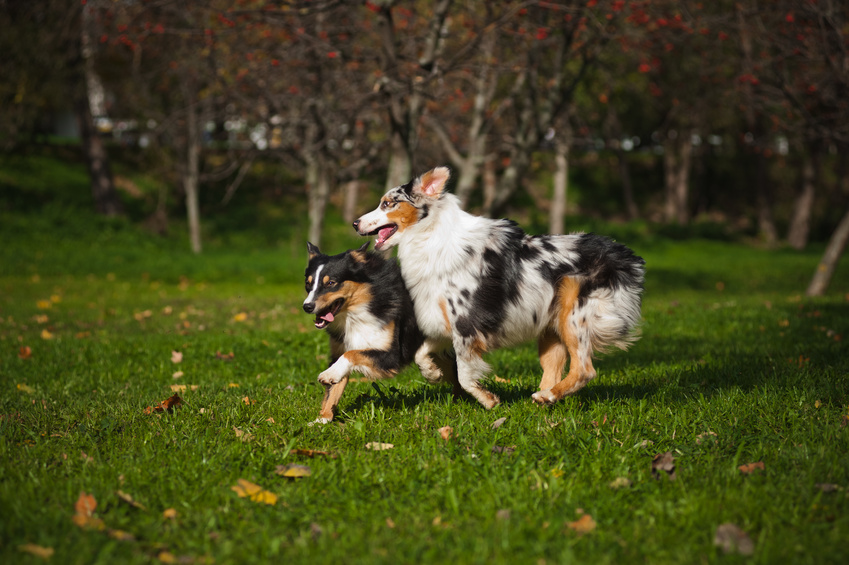 two Australian Shepherds play together