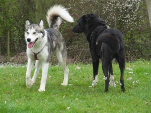 Hundeschule Mosbach/Hundeschule Öhringen