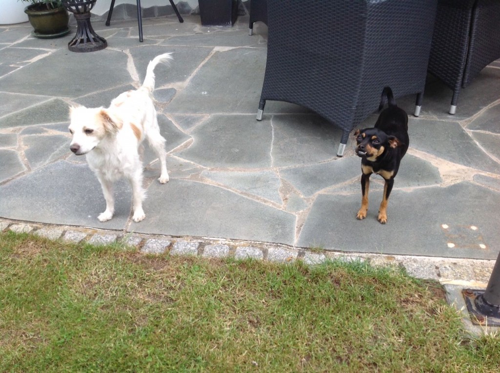 Cody und Tallula