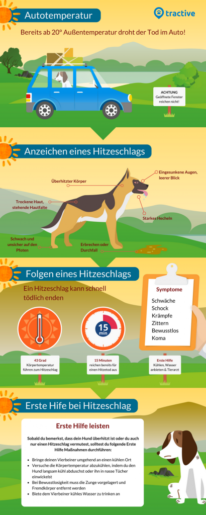 verhalten-bei-einem-hitzeschlag-beim-hund-sofortmaßnahmen-und-symptome