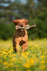 Rennender Labrador Retriever apportiert Futterdummy