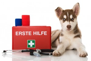 Erste Hilfe beim Hund