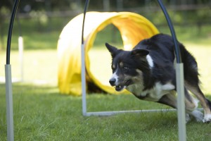 Dog, Border Collie, running agility hoopers