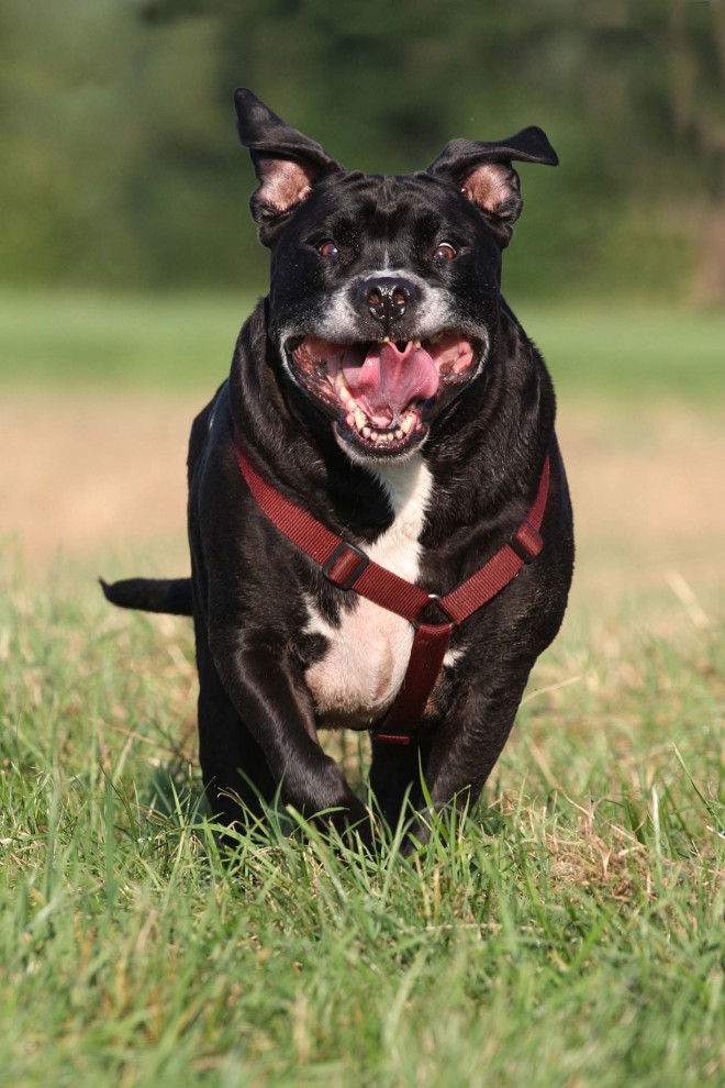 Vorbereitung Wesenstest Canemio Harmonieschule für Hund &amp; Mensch