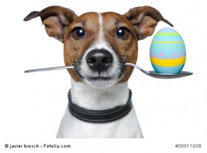 dog with spoon and easter egg