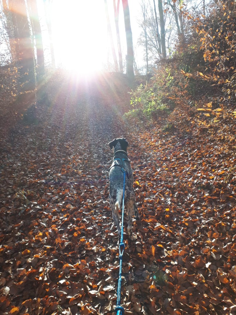 Canicross Training mit dem Schweinhund Canemio Harmonieschule für