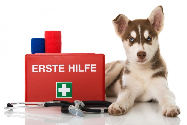 wespenstich hund pfote